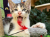 MALE KITTEN READY NOW