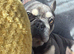 Blue French bulldog