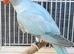 Stunning Rare mutation Violet Blue Opaline Split Cleartail Baby Ringneck