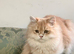 Stunning Lilac Golden male  for rehoming