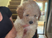 Gorgeous F1B Cavapoo Puppies looking for their forever home - Cheltenham