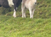 Miniature Shetland foals