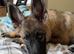 5 month old female German shepherd