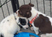 Tri coulered jack russel puppies