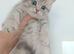 Lovely kittens