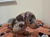 Dapple female miniature dachshund