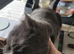 Russian blue female cat