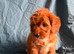Cavapoo puppies