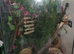 Ypunge crested gecko