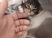 6 week old male kittens