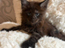 Lovely Maine coon kittens looking for their new homes