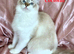 Excellent pedigree Ragdolls