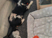 Female Dachshund 2 years old