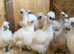 Silkie chicks