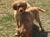 Deep golden pups fully kc health tested parents