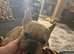 Female French bulldog