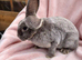 Mini plush lop x mini rex doe