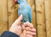 Ring neck parrot