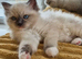 Pedigree Ragdoll kittens