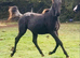 Friesian X Appaloosa filly