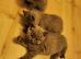 Brithish shorthair kittens