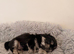 Shih Tzu Puppies
