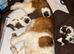 Saint Bernard Puppies For Sale