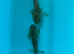 Gorgeous young axolotls for sale Lucy’s, albinos, goldens abd wilds