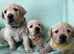 Gorgeous Goldador Puppies