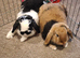 Neutered males ready to bond