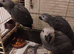 3 Silly tame hand-reared African Grey Parrots for sale