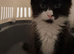 FREE CATS ENFİELD