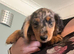 now fully vaccinated ready to leave 4 months kc reg 1 left silver and tan dapple long haired mini dachshund puppies