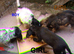 3 cockapoo's 2 girls 1 boy LEFT £650