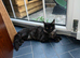 TICA ACTIVE REGISTERED FEMALE MAINE COON