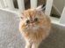 Persian male kitten