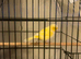 Canary and Large Cage