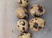 5 Females and 1 male coturnix Quail
