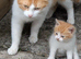 Kittens