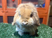 Pure breed mini lop buck
