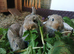 Mini Lop and Rex Cross