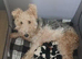 Beautiful wire fox terrier puppies 3 girls left