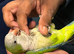 Tame green Quaker