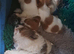 Jackpom puppies