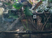 Gonocephalus kuhlii (angle head lizard) with full bio active setup, LTC exo terra 90x 90 x 45, arcadia lights etc