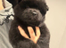 Ready to leave Chow chow puppies