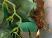 Crested gecko