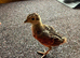 Ringneck pheasant chicks