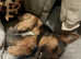 Blue and tan jack Russell Proven stud 8 litters