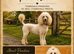 Stunning F1 Goldendoodles - Holiday Care Available